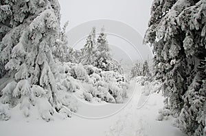 Winter forest covered in snow