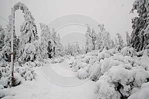 Winter forest covered in snow