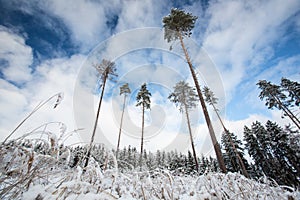 Winter forest covered in snow