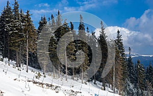Winter forest covered snow in the mountains