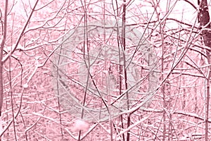 Winter forest covered with snow. Natural background pink color toned