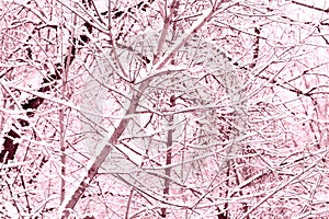Winter forest covered with snow. Natural background pink color toned