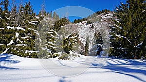 Winter forest covered with snow. The sun`s rays penetrate the trees.