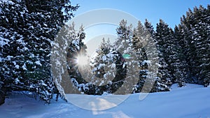 Winter forest covered with snow. The sun`s rays penetrate the trees.