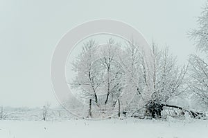 Winter Forest Covered Snow White Wooden Fence Christmas New Year Nature Landscape.