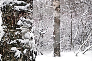 Winter forest covered snowbound with birch tree trunk on the front closeup view