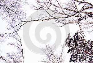 Winter forest covered with white fluffy snow