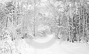 Winter forest covered with white fluffy snow