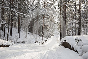 Winter forest covered with white fluffy snow