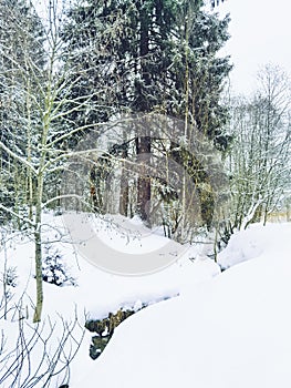 Winter forest, creek and fir tree.