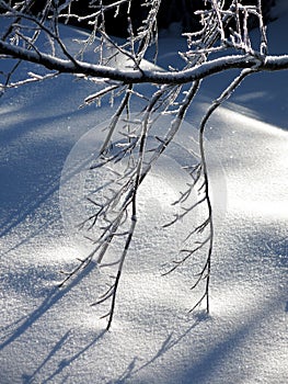 Winter forest detail with fresh snow