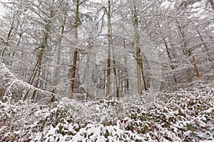 Winter forest detail with pine tree trunks and branches and shrubs covered in snow