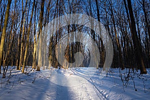 Winter forest divided by narrow countryside dirt road with snow, tire tracks, sun dawn, long shadows of bare trees, popular route