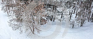 Winter forest. drone shot of snow-covered trees. panoramic landscape. aerial view