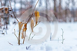 Winter forest with dry leaves on a tree branch and snow-covered ground