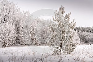 Winter forest. At the edge there is a lonely pine tree, all needles in hoarfrost