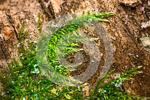 A macro shot of deep green, wet and thick moss