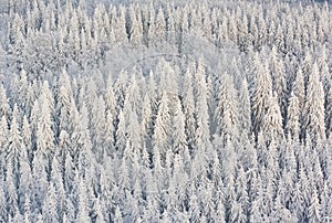 Winter forest in Finland