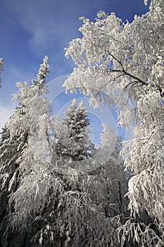Winter forest with fir and birch branches
