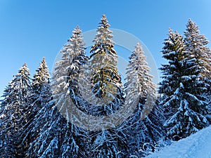 Winter forest fir trees in snow by blue sky