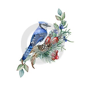 Winter forest floral decor from pine, eucalyptus, blue jay. Watercolor illustration. Hand drawn blue jay with eucalyptus