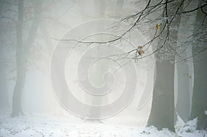 Winter forest with fog