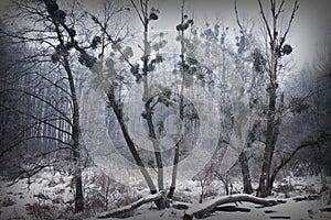 Winter forest in the fog