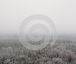 Winter forest in fog or myst, aerial view. White nature landscape, frost and tranquility photo