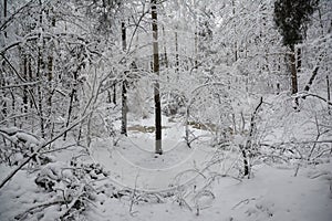 Winter forest. Forest trees, lake coverd snow