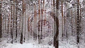 Winter forest. Frequent pine forest.