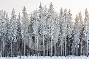 Winter forest with frost and cold weather