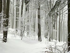 winter forest with frost covered trees