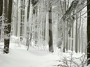 Bosque escarcha cubierto árboles 