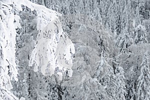 Winter forest on frosty morning. Branches of trees bent from weight of snow.