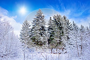 Winter forest in frosty sunny weather. Green firs are covered with white snow. Weather forecast concept image