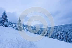 Winter forest with frosty trees, aerial view/ aerial drone view of the snow-covered woods