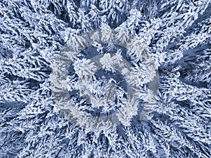 Winter forest with frosty trees, aerial view/ aerial drone view of the snow-covered woods