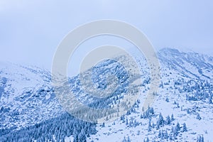 Winter forest with frosty trees, aerial view/ aerial drone view of the snow-covered woods