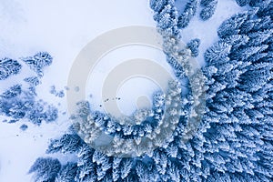 Winter forest with frosty trees, aerial view/ aerial drone view of the snow-covered woods