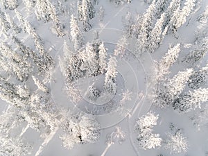 Winter forest with frosty trees, aerial view. Finland