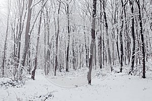 Winter forest frozen trees. Winter landscape in snowy forest.