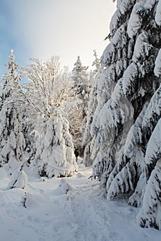 Winter forest full in snow and frosting