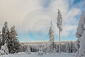 Winter forest full in snow and frosting