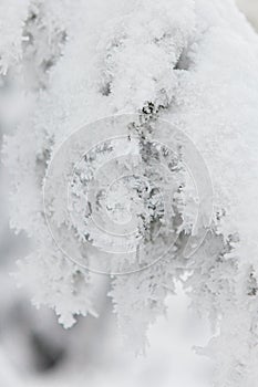 Winter forest full in snow and frosting