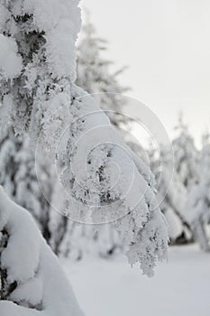 Winter forest full in snow and frosting