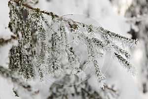 Winter forest full in snow and frosting