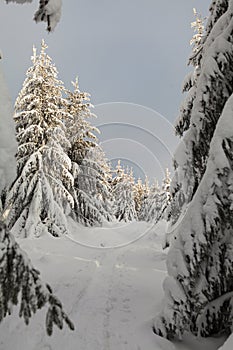 Winter forest full in snow and frosting