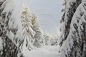 Winter forest full in snow and frosting