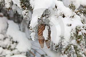 Winter forest full in snow and frosting