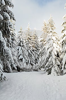 Winter forest full in snow and frosting